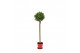 Laurus nobilis Laurus nobilis Bol op stam 5000 gram 30 cm diameter 