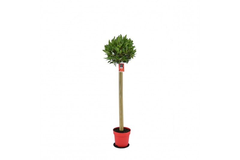 Laurus nobilis Laurus nobilis Bol op stam 5000 gram 30 cm diameter 