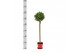 Laurus nobilis Laurus nobilis Bol op stam 5000 gram 30 cm diameter 