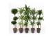 Dracaena mix 90-60-30 