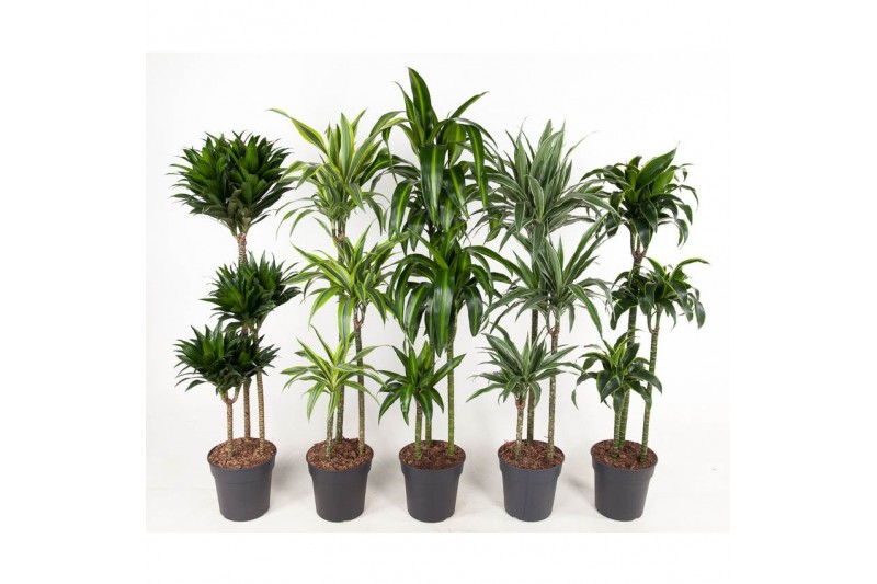 Dracaena mix 90-60-30 