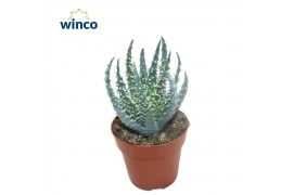 Aloe humilis