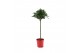 Laurus nobilis Laurus nobilis Bol op stam 5000 gram 30 cm diameter 50  