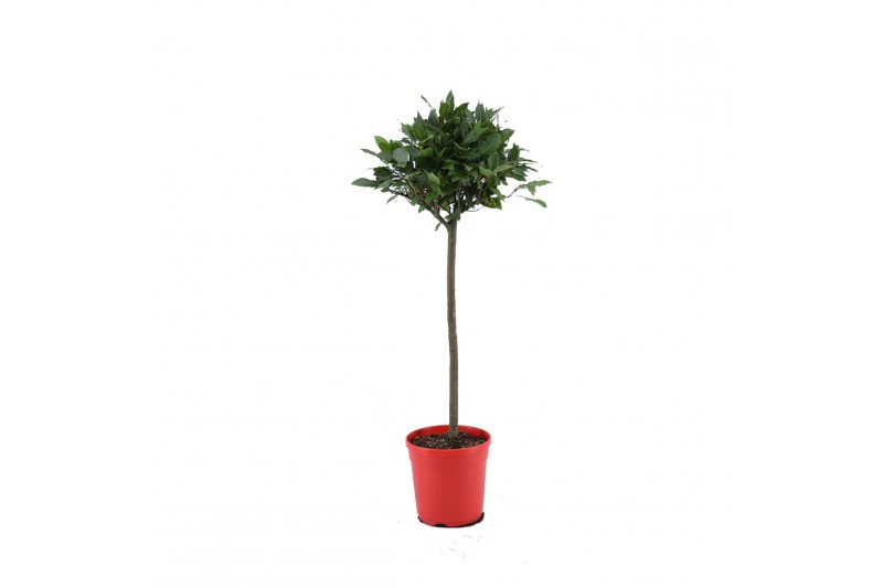 Laurus nobilis Laurus nobilis Bol op stam 5000 gram 30 cm diameter 50  