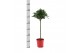 Laurus nobilis Laurus nobilis Bol op stam 5000 gram 30 cm diameter 50  