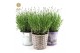 Lavandula angustifolia felice in added value mix 