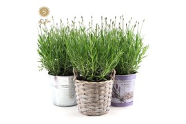 Lavandula angustifolia felice in added value mix