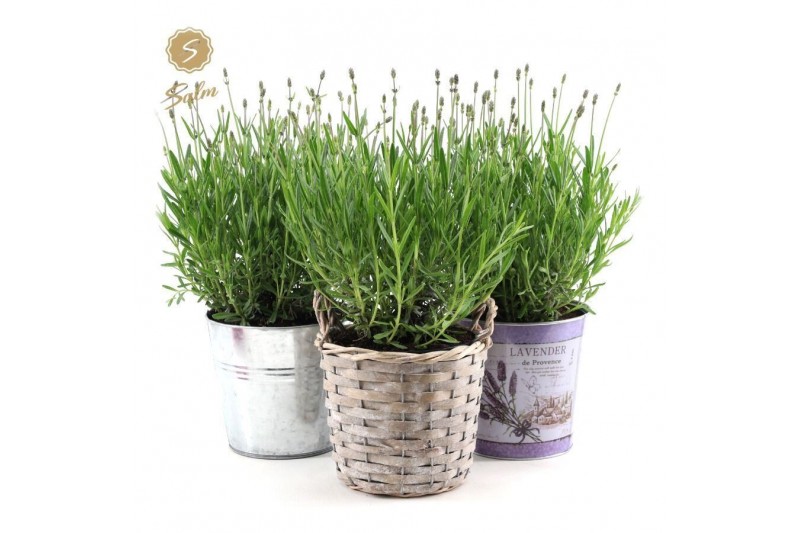 Lavandula angustifolia felice in added value mix 