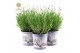 Lavandula angustifolia felice in zinc lavender 