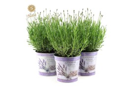 Lavandula angustifolia felice in zinc lavender