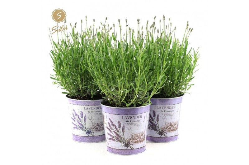 Lavandula angustifolia felice in zinc lavender 