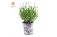Lavandula angustifolia felice in zinc lavender 