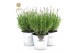 Lavandula angustifolia felice in zinc old-look 
