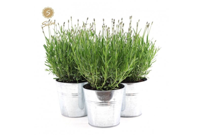 Lavandula angustifolia felice in zinc old-look 