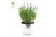 Lavandula angustifolia felice in zinc old-look 