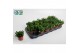 Crassula ovata horn tree 