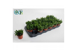 Crassula ovata horn tree