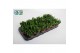 Crassula ovata horn tree 