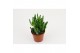 Crassula ovata horn tree 
