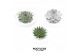 Arrangementen succulenten rootless succulent mix in tapir bowl 