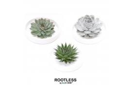 Arrangementen succulenten rootless succulent mix in tapir bowl