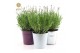 Lavandula angustifolia felice in zinc mix 