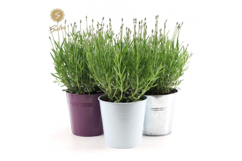 Lavandula angustifolia felice in zinc mix 