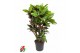 Codiaeum variegatum petra vertakt 