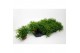Rhipsalis heteroclada 