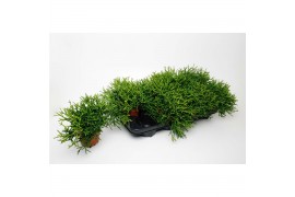 Rhipsalis heteroclada