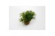 Rhipsalis heteroclada 