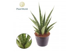 Sansevieria trifasciata pineapple