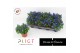 Gentiana scabra luis easy blue 