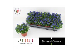 Gentiana scabra luis easy blue