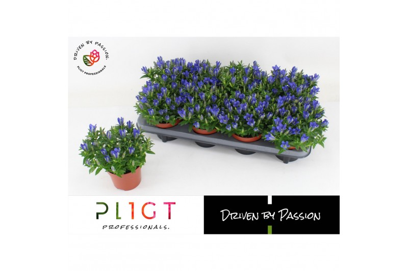 Gentiana scabra luis easy blue 