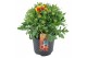 Gaillarda arizona sun aristata Spin Top Orange Halo 