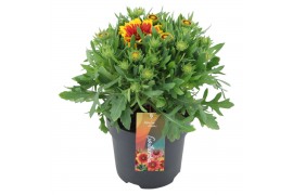 Gaillarda arizona sun aristata Spin Top Orange Halo