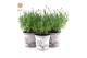 Lavandula angustifolia felice in zinc lavender 