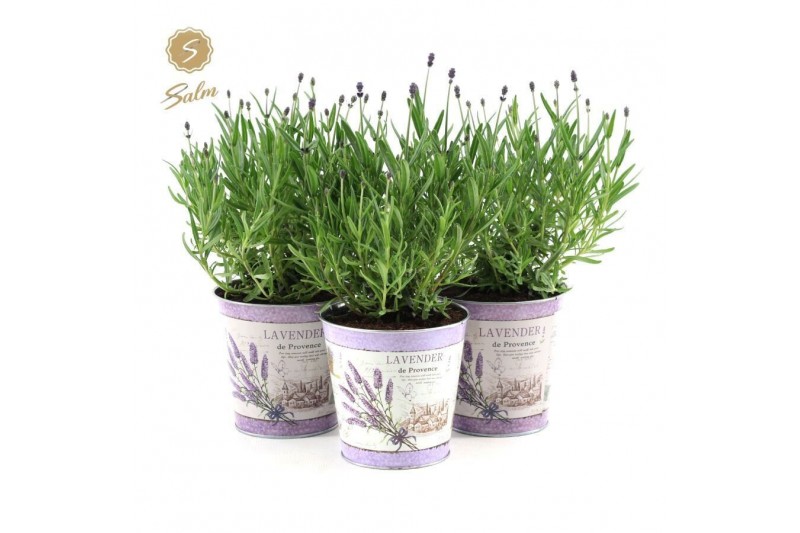 Lavandula angustifolia felice in zinc lavender 
