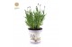 Lavandula angustifolia felice in zinc lavender 