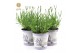 Lavandula angustifolia felice in zinc lavender 