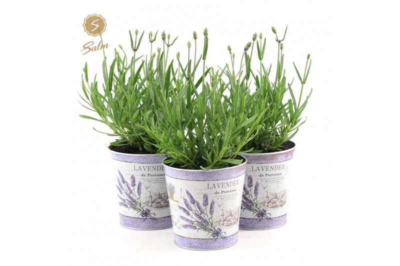 Lavandula angustifolia felice in zinc lavender 