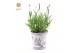 Lavandula angustifolia felice in zinc lavender 