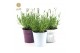 Lavandula angustifolia felice in zinc mix 