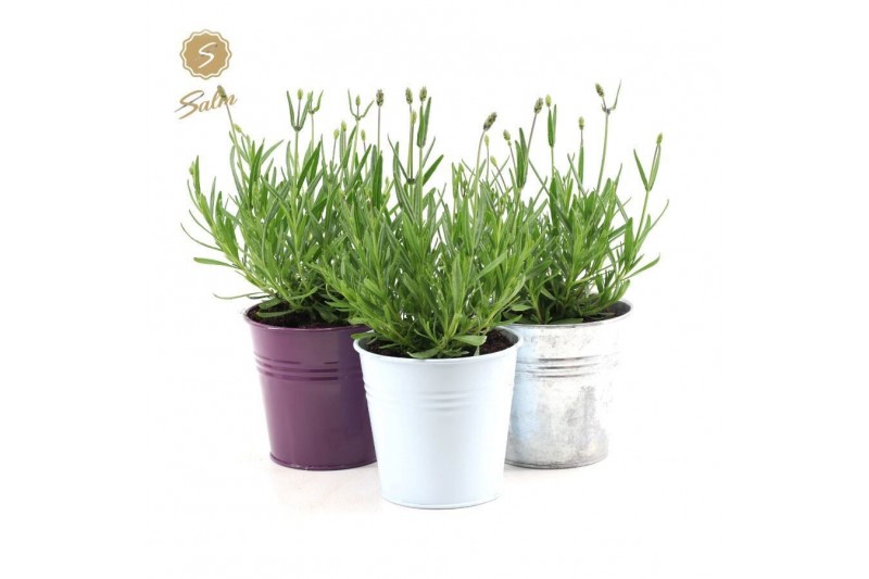 Lavandula angustifolia felice in zinc mix 