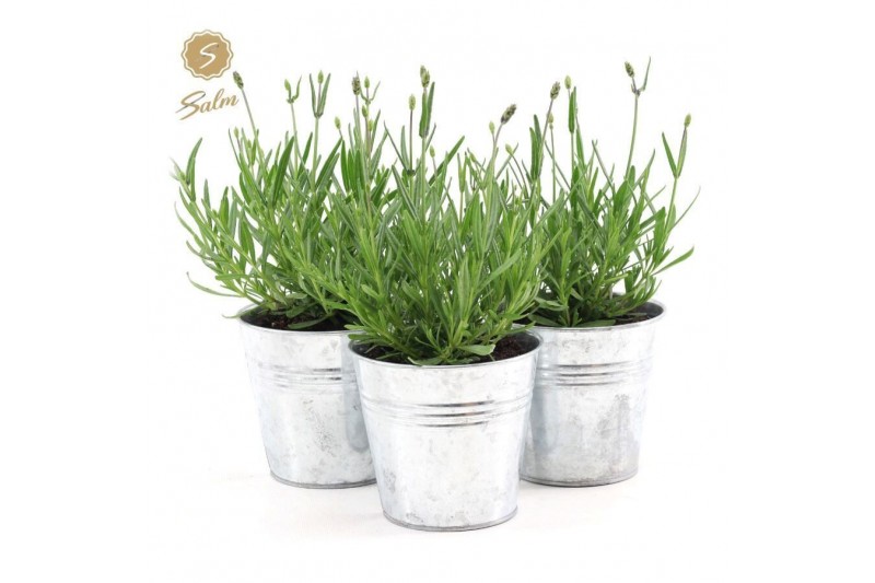 Lavandula angustifolia felice in zinc old-look 