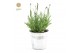 Lavandula angustifolia felice in zinc old-look 