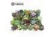 Succulenten Sierras Deluxe Succulents 