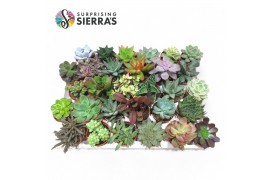 Succulenten Sierras Deluxe Succulents