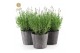Lavandula angustifolia felice in wood 